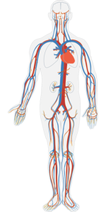 blood circulation in the body