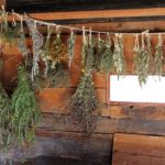 drying-herbs