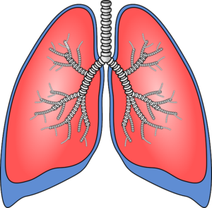 cartoon image of healthy human lungs