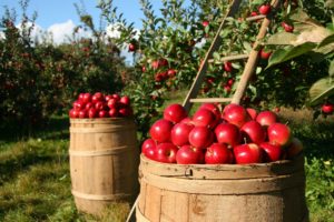 baskets of apples
